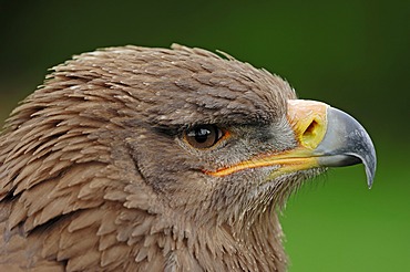 Steppe eagle (Aquila nipalensis), portrait, found in Asia, captive, Germany, Europe