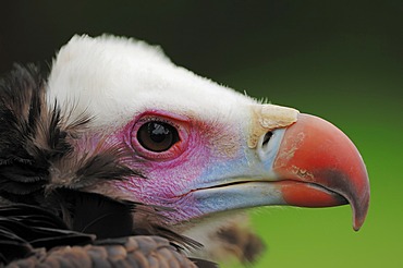 White-headed vulture (Trigonoceps occipitalis, Aegypius occipitalis), portrait, found in Africa, captive, France, Europe