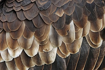 White-headed vulture (Trigonoceps occipitalis, Aegypius occipitalis), detailed view of the plumage, found in Africa, captive, France, Europe