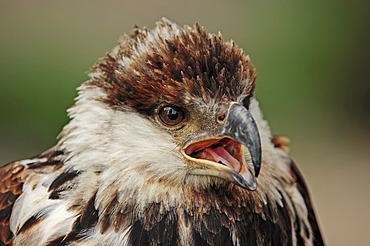 African fish eagle (Haliaeetus vocifer) immature, portrait, found in Africa, captive, France, Europe