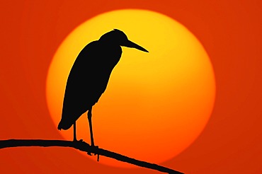 Grey Heron (Ardea cinerea) at sunset, North Rhine-Westphalia, Germany, Europe, digital composing