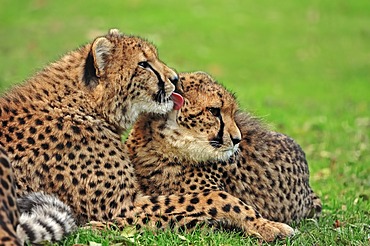 Cheetahs (Acinonyx jubatus), pair, occurrence in Africa, captive, Germany, Europe