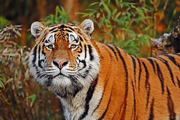 Siberian Tiger or Amur Tiger (Panthera tigris altaica), occurrence in Asia, captive, Netherlands, Europe