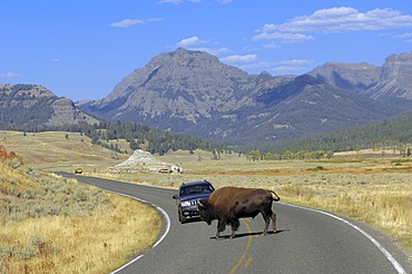 American Bison (Bison bison), bull crossing a road in front of a car, Yellowstone National Park, Wyoming, USA