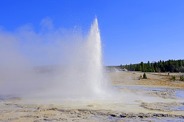 Sawmill Geyser, Upper Geyser Basin, Yellowstone National Park, Wyoming, USA