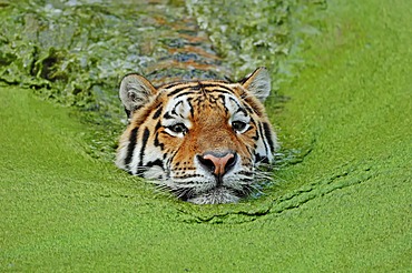 Siberian Tiger or Amur Tiger (Panthera tigris altaica) in water, native to Asia, in captivity, Germany, Europe