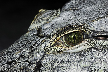 Nile Crocodile (Crocodylus niloticus), eye, native to Africa, in captivity, Germany, Europe