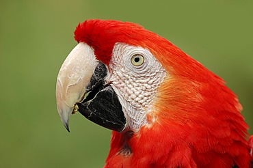 Scarlet Macaw (Ara macao), portrait, native to South America, in captivity, Bergkamen, North Rhine-Westphalia, Germany, Europe