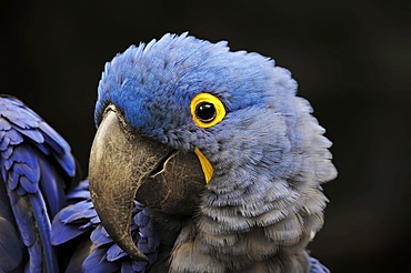 Hyacinth Macaw (Anodorhynchus hyacinthinus), portrait, native to South America, in captivity, Germany, Europe