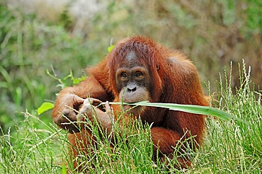 Sumatran Orangutan (Pongo pygmaeus abelii, Pongo abelii), juvenile, native to Sumatra, Asia, in captivity, Germany, Europe