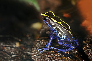 Dyeing Dart Frog (Dendrobates tinctorius), a poison dart frog, native to Brazil, French Guiana and Suriname, in captivity, North Rhine-Westphalia, Germany, Europe