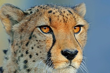 Cheetah (Acinonyx jubatus), portrait, native to Africa, in captivity, Germany, Europe