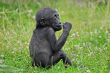 Western Lowland Gorilla (Gorilla gorilla gorilla), juvenile, native to Africa, in captivity, Netherlands, Europe