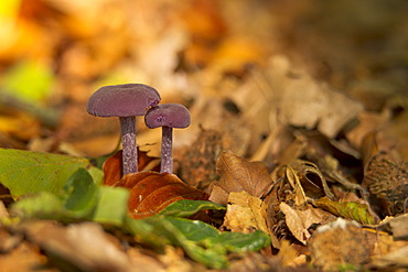 Amethyst Deceiver (Laccaria amethystea) growing on the forest floor, Bergisches Land, North Rhine-Westphalia, Germany, Europe