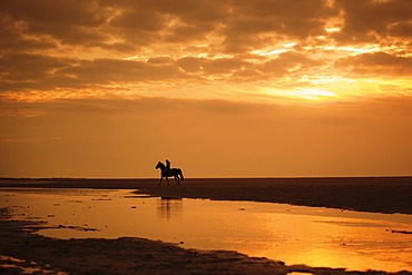 Horserider at sunset on the beach of Borkum, Lower Saxony, Germany