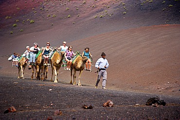 Tourisrs riding on camels in Timanfaya Volcanoe National Park in Lanzarote, Canary Islands, Spain, Europe