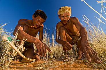 Bushmen, San, near Andriesvale, Kalahari Desert, Northern Cape, South Africa, Africa