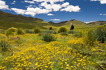 Woman riding across a meadow in the highlands, Drakensberg, Kingdom of Lesotho, southern Africa