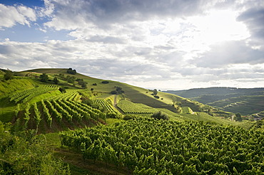 Vineyards near Oberbergen, Kaiserstuhl range, Baden-Wuerttemberg, Germany, Europe