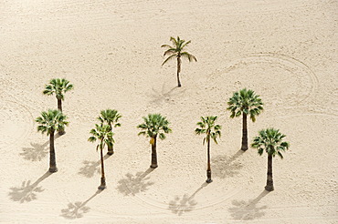 Bird's eye view, palm trees and beach, Playa de las Teresitas, San Andres, Tenerife, Canary Islands, Spain, Europe