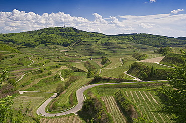 Vineyards near Oberbergen, Kaiserstuhl low mountain range, Baden-Wuerttemberg, Germany, Europe