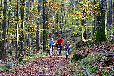 Father and children riding mountain bikes in a forest near Grainau, Werdenfelser Land, Upper Bavaria, Bavaria, Germany, Europe