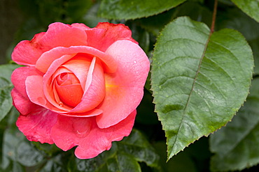 Climbing Rose, Rosanna (Rosa), Westphalia Park, Dortmund, Ruhr Area, North Rhine-Westphalia, Germany, Europe