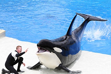 Trained Orca or Killer Whale (Orcinus orca), Shamu Stadium, SeaWorld, San Diego, California, USA