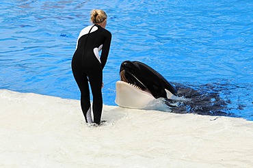 Trained Orca or Killer Whale (Orcinus orca), Shamu Stadium, SeaWorld, San Diego, California, USA