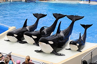 Trained killer whales (Orcinus orca), Shamu Stadium, SeaWorld, San Diego, California, USA