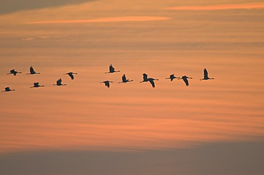 Common cranes (Grus grus) in flight, sunrise, Zingst peninsula, Mecklenburg-Western Pomerania, Germany, Europe