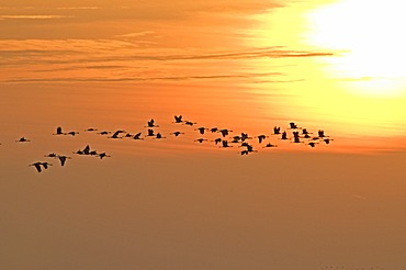 Common cranes (Grus grus) in flight, sunrise, Zingst peninsula, Mecklenburg-Western Pomerania, Germany, Europe