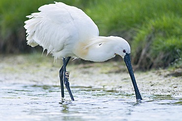 Eurasian Spoonbill or Common Spoonbill (Platalea leucorodia), Texel Island, The Netherlands, Europe