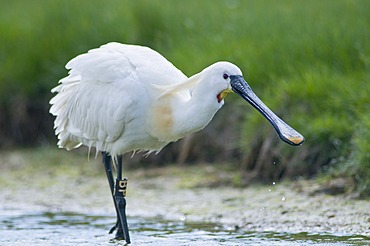 Eurasian Spoonbill or Common Spoonbill (Platalea leucorodia), Texel Island, The Netherlands, Europe