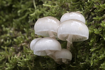 Porcelain Fungus (Oudemansiella mucida), Tinner Loh, Haren, Emsland region, Lower Saxony, Germany, Europe