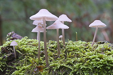 Bonnets (Mycena sp.), Tinner Loh, Haren, Emsland region, Lower Saxony, Germany, Europe