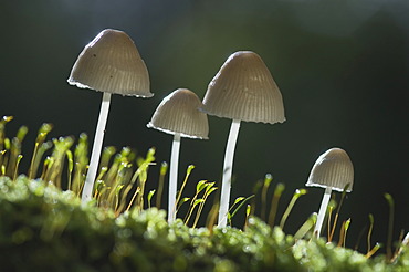 Mycenoid mushrooms (Mycena sp.), Tinner Loh nature reserve, Haren, Emsland, Lower Saxony, Germany, Europe