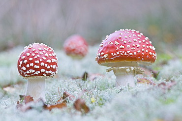 Fly Agaric mushrooms (Amanita muscaria), Haren, Emsland, Lower Saxony, Germany, Europe