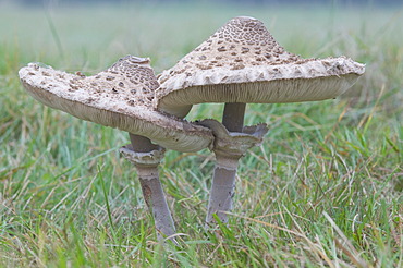 Parasol mushroom (Macrolepiota procera), Oberlangen, Emsland, Lower Saxony, Germany, Europe