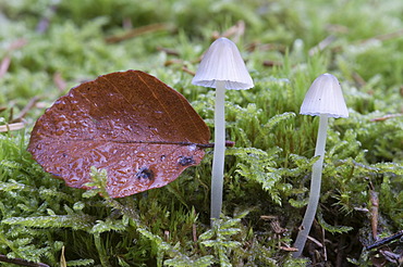 Bonnets (Mycena sp.), Tinner Loh, Haren, Emsland, Lower Saxony, Germany, Europe