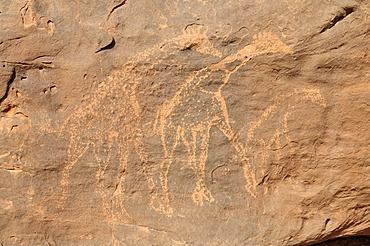 Giraffe engraving, neolithic rock art of the Tadrart, Tassili n'Ajjer National Park, Unesco World Heritage Site, Algeria, Sahara, North Africa