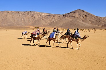 Touareg camel caravan with tourists travelling through low sand dunes of Erg Mehejibad, Immidir, Algeria, Sahara, North Africa