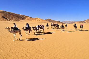 Touareg camel caravan with tourists travelling through low sand dunes of Erg Mehejibad, Immidir, Algeria, Sahara, North Africa