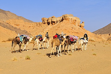 Touareg camel caravan travelling through a canyon of Adrar Tekemberet, Immidir, Algeria, Sahara, North Africa