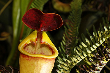 Carnivorous pitcher plant (Nepenthes madagascariensis), Fort Dauphin, Taolanaro, South Madagascar, Madagascar, Africa