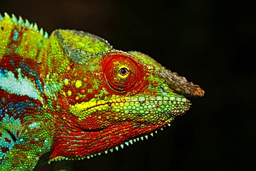 Panther Chameleon (Furcifer pardalis), Ankify colour variation, portrait, Madagascar, Africa, Indian Ocean