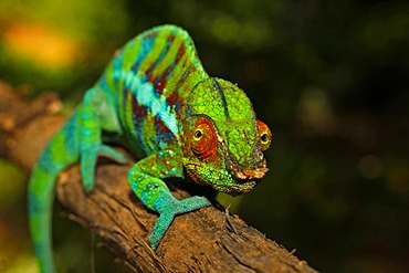 Panther Chameleon (Furcifer pardalis), Ankify colour variation, Madagascar, Africa, Indian Ocean