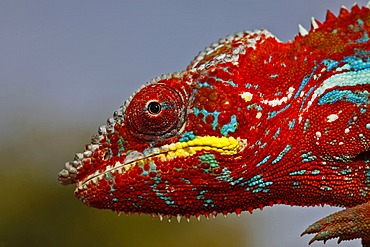 Panther Chameleon (Furcifer pardalis), Ambilobe-Ambilorama colour variation, portrait, Madagascar, Africa, Indian Ocean