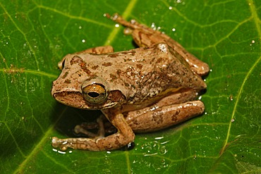 Madagascar tree frog species (Boophis tephraeomystax), Montagne d'Ambre National Park, Madagascar, Africa, Indian Ocean