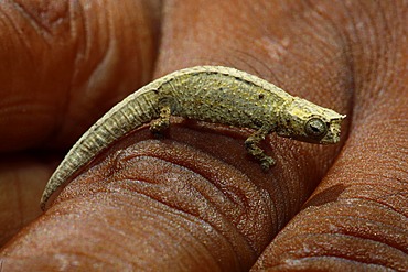 Leaf Chameleon (Brookesia tuberculata), Montagne d'Ambre National Park, Madagascar, Africa, Indian Ocean